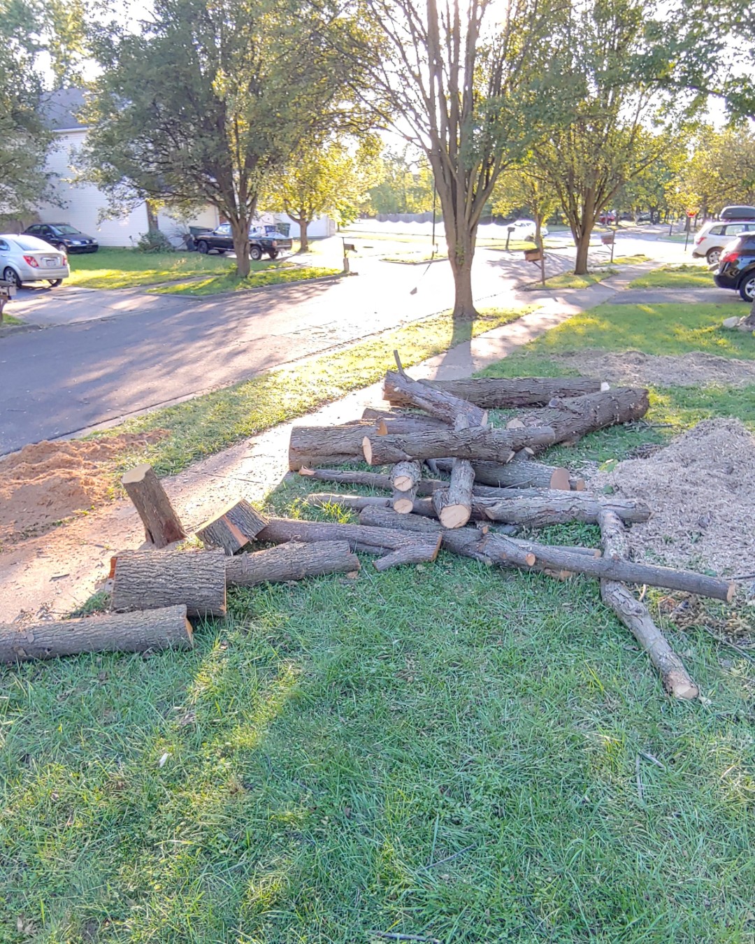 Logs stacked facing sun