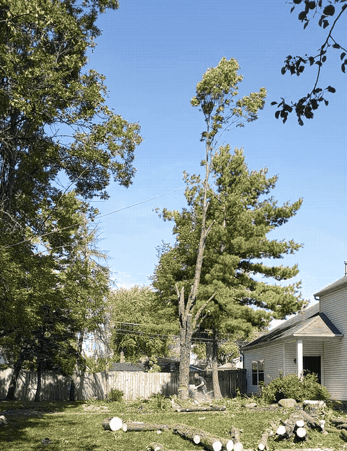 Tree falling from being cut down by professionals in a residential neighborhood
